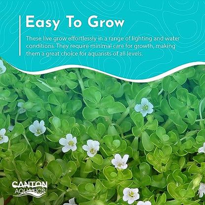 Moneywort Bacopa Monnieri Live Aquarium Plant Stem Bundle Freshwater Easy Beginner Background Plant - Low-Medium Light - size: Bunch