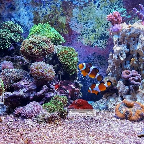 Toyvian Acrylic Shrimp Cave Fish Tank Hideout Shelter 5-Hole Aquarium Breeding Tube Ornament for Shrimp and Small Fish Landscaping