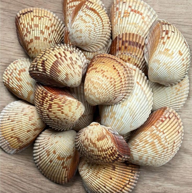 Large Cockle Sea Shells, 2.5"-4.5" Various Sizes Natural Seashells for Baking Shells Beach Themed Party DIY Crafts Fishtank Ocean Home Wedding Decorations (2)