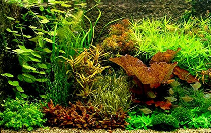 3 Different Beginner/Super Easy Live Aquarium Plants - Bacopa + Hornwort + Java Fern BUY2GET1FREE!
