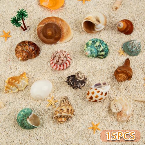 15PCS Hermit Crab Shells | Natural Sea Conch Size 1.6"-3.2" | Growth Turbo for Small to Medium and Large Crabs, Saltwater Hermit Crab Supplies and Sea Shell for Beach Decor