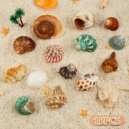 15PCS Hermit Crab Shells | Natural Sea Conch Size 1.6"-3.2" | Growth Turbo for Small to Medium and Large Crabs, Saltwater Hermit Crab Supplies and Sea Shell for Beach Decor