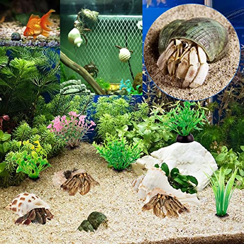 15PCS Hermit Crab Shells Include Small & Medium and Large (6 Types) Natural Seashells, for Hermit Crab Supplies and Replacement Sea Shells