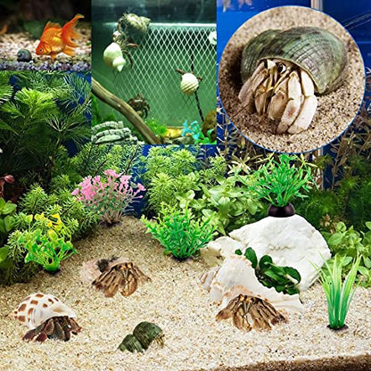 15PCS Hermit Crab Shells Include Small & Medium and Large (6 Types) Natural Seashells, for Hermit Crab Supplies and Replacement Sea Shells