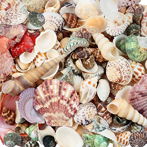 200 Pcs Sea Shells Bulk Mixed Ocean Beach Seashells for Kids, Various Sizes Natural Sea Shell for Crafts, Home Decorations, Beach Theme Party, Wedding Decor, DIY Crafts, Crafting Shells - color: 1.3 Lb(about 200 Pcs)