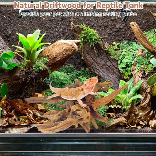 Natural Large Driftwood for Aquarium Fish Tank Decorations, Driftwood for Reptile Tank Bearded Dragon Tank Accessories Terrarium Decor (7.5 to 14.5 inches / 2 Pack)