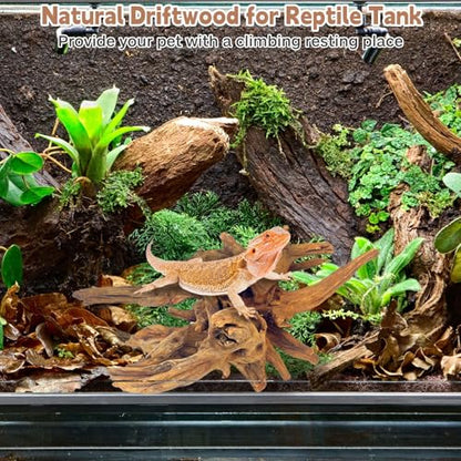 Natural Large Driftwood for Aquarium Fish Tank Decorations, Driftwood for Reptile Tank Bearded Dragon Tank Accessories Terrarium Decor (7.5 to 14.5 inches / 2 Pack)