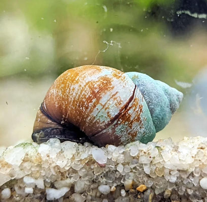 10 Live Trapdoor Snails for Freshwater Aquariums and Ponds Help Water Cleaner