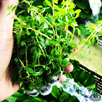 | Ludwigia Arcuata Needle Leaf 3-Bundle Red Live Aquarium Plants Package Freshwater Fish Tank