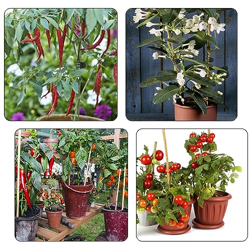 50 Pcs Large Plant Clips Orchid Clips Plant Orchid Support Clips Flower Vine Clips for Supporting Stems Vines Stalks Climbing Plants Grow Upright