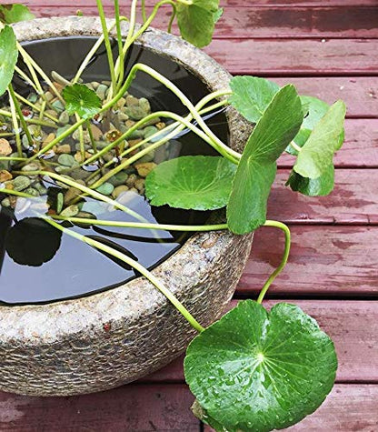 Brazilian Pennywort | Hydrocotyle Leucocephala Potted Live Aquarium Plants for Freshwater Fish Tank