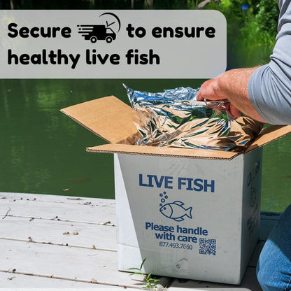 Neat&Tidy Bronze Aeneus Cory Catfish (6 Pack) Live Fish for Aquarium Exotic Freshwater Live Fish