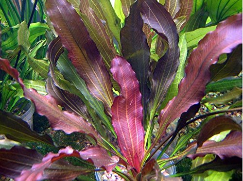 Super Red Set Package Live Aquarium Decorations Aquatic Plants for Fish Tank by Mainam