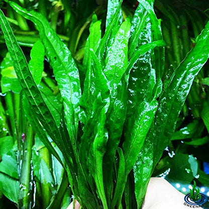 (10+ Leaves) Microsorum Pteropus Java Fern Live Aquarium Plant Tall Bunch Aquatic Fish Tank Decoration