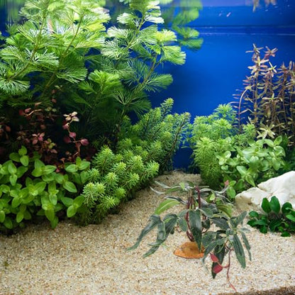 balacoo Simulated Plants Reptile Box Ornament Aquarium Landscape Artificial Plant Decor for Terrarium Habitat Reptile Pet Case Accessories