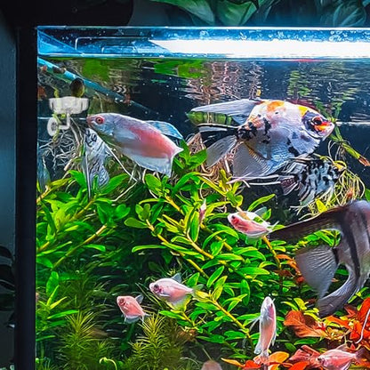 Aquarium Shrimp Fish Feeding Dish, Small Fish Feeder Dishes Clear Feeder Dish Betta Fishes Accessories Food Tray Container with Suction Cup Shrimp Tank Accessories (Sakura Shaped)