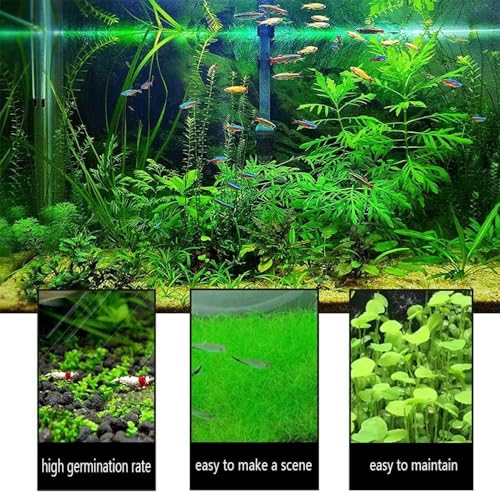 5 Aquarium Plants S.e.e.d Set, not Artifical, Fish Tank Decor Replacement for Resin or Plastic Grass
