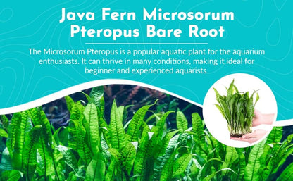 Java Fern Microsorum - Live Aquarium Plant - Freshwater - Low Light