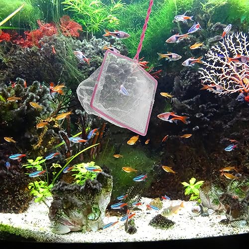Toyvian 5pcs Handheld Fishing Net for Aquarium Non- Handle Fine Mesh Design for Small Fish Convenient Fishing Tools for Fish Tank