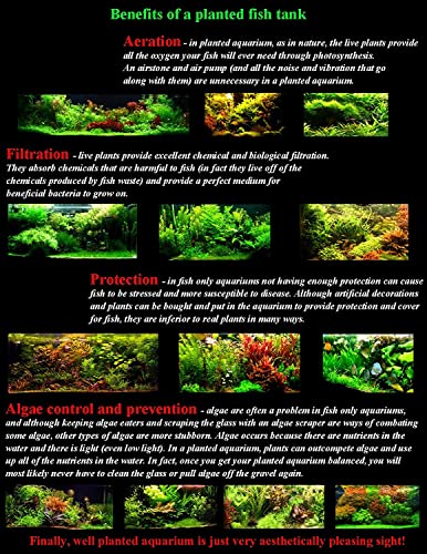 3 Different Types of Beginner/Super Easy Live Aquarium Plants - Bacopa + Anubias + Java Fern BU Y 2 GET 1 F R EE!