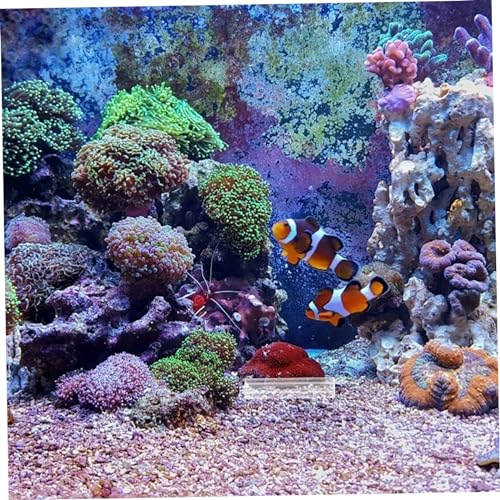 BESPORTBLE 5pcs Fish Breeding Tube Shelter Acrylic Aquarium Decor for Fish and Shrimp Hiding Breeding and Resting Tanks