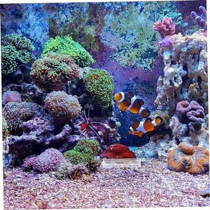BESPORTBLE 5pcs Fish Breeding Tube Shelter Acrylic Aquarium Decor for Fish and Shrimp Hiding Breeding and Resting Tanks