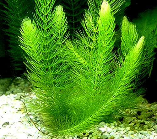 3 Types of Super Easy/Beginner Live Aquarium Plants - Bacopa + Hornwort + Easy Floating Plants BUY2GET1FREE!
