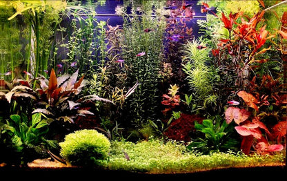 3 Types of Super Easy/Beginner Live Aquarium Plants - Bacopa + Hornwort + Easy Floating Plants BUY2GET1FREE!
