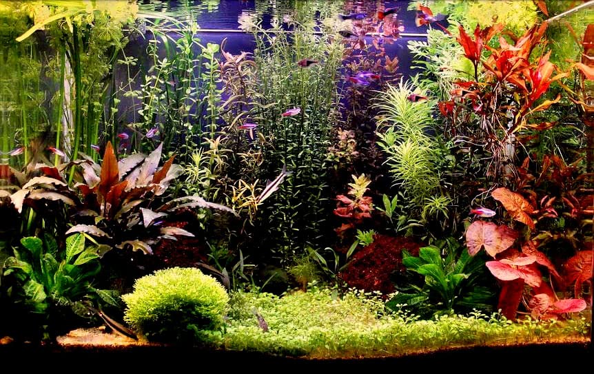 3 Different Types of Beginner/Super Easy Live Aquarium Plants - Bacopa + Anubias + Java Fern BU Y 2 GET 1 F R EE!