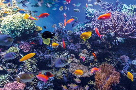 Yeele 6x4ft Purple Aquarium Background Underwater Backdrop Under Water Seabed Rocks Reef Corals Fish Tank Background Child Birthday Baby Shower Decorations Banner Photo Studio Props - color: Sea World-5, size: 6x4ft